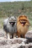 SPITZ ALLEMAND 030